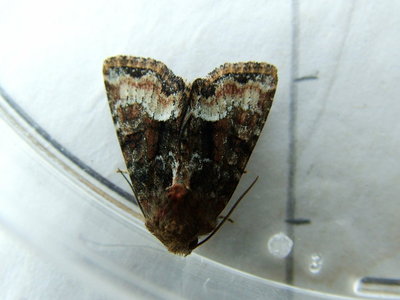 Rufous Minor